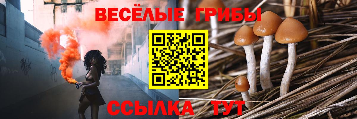 Псилоцибиновые грибы GOLDEN TEACHER Малгобек